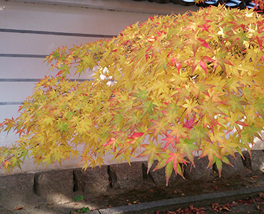 「マリオ」の本名