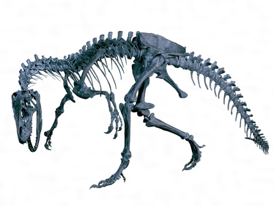 アロサウルスの骨格［百科マルチメディア］