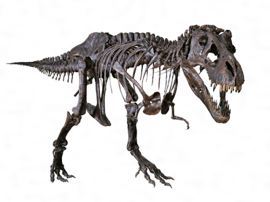 ティラノサウルスの骨格［百科マルチメディア］］