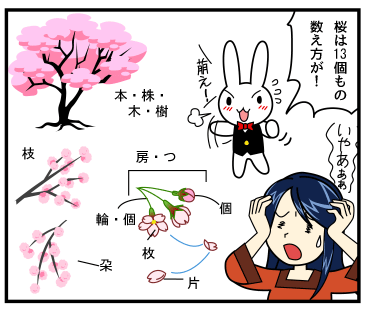 ウサギ「桜は13個もの数え方が！」木：本・株・木・樹、枝：枝、枝垂れている枝：朶（だ）、数輪まとまっている花：房・つ、桜の花：輪・個、桜のつぼみ：個、花びら：枚、風に舞う花びら：片。