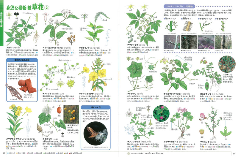 写真で載せるか イラストか 図鑑今昔ものがたり