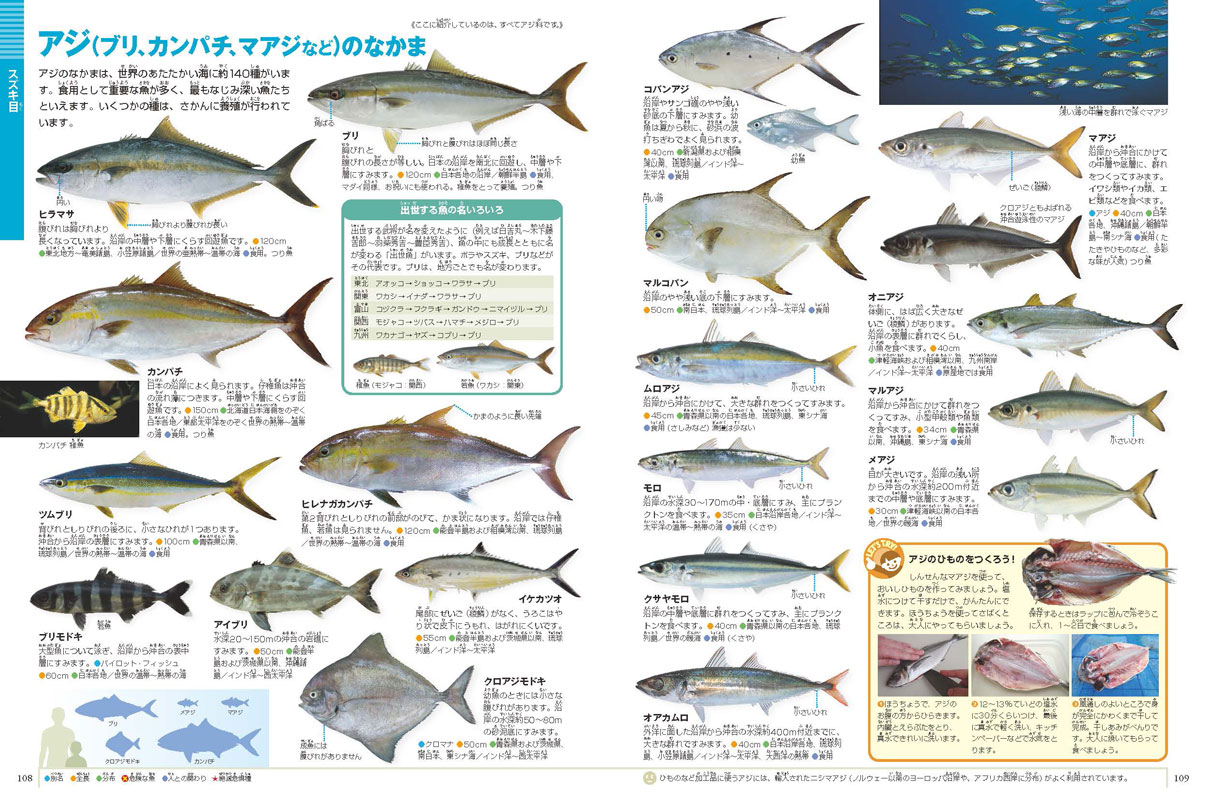 図鑑の魚はなぜ左向き 図鑑今昔ものがたり