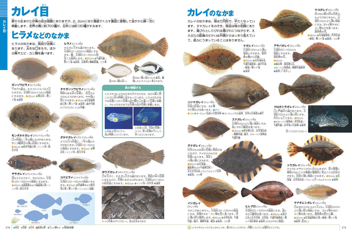 図鑑の魚はなぜ左向き？ | 図鑑今昔ものがたり