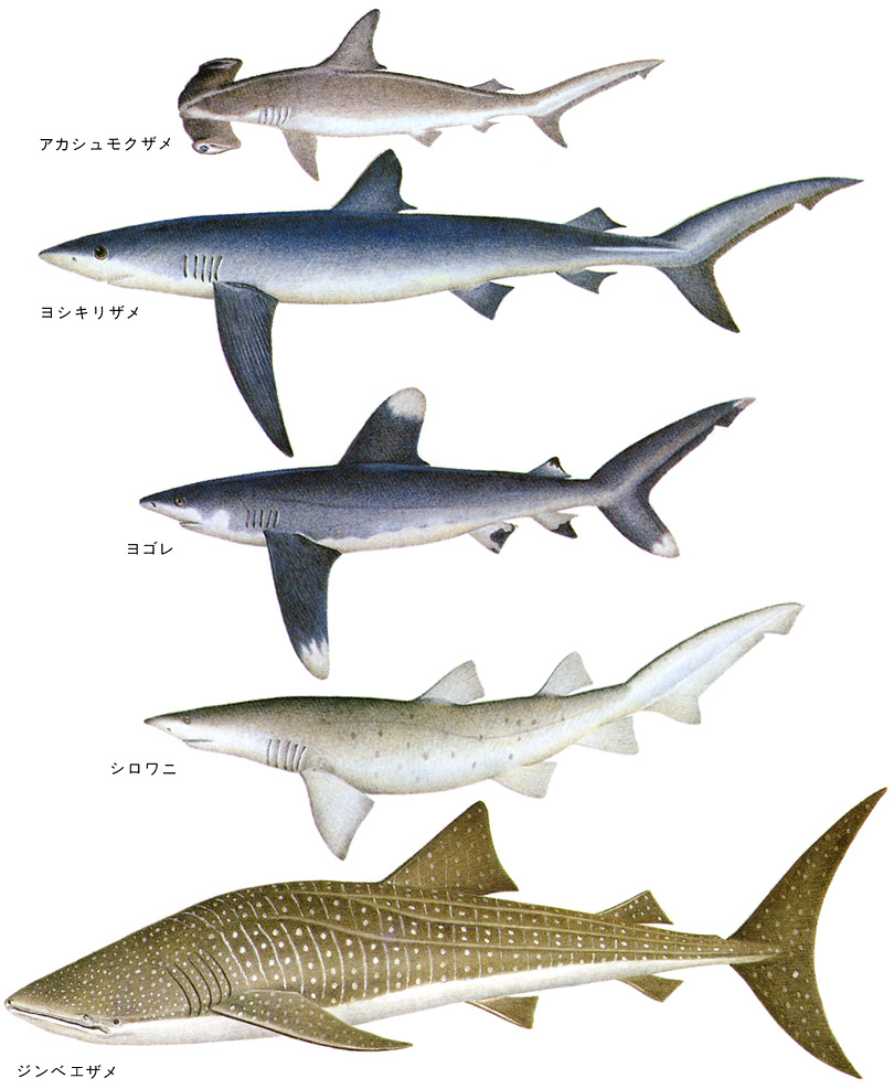 サメのおもな種類 2 標本画 日本大百科全書